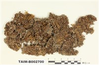 藏品(石地錢)的圖片